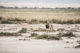 Un lion dans le parc d'Amboseli au Kenya