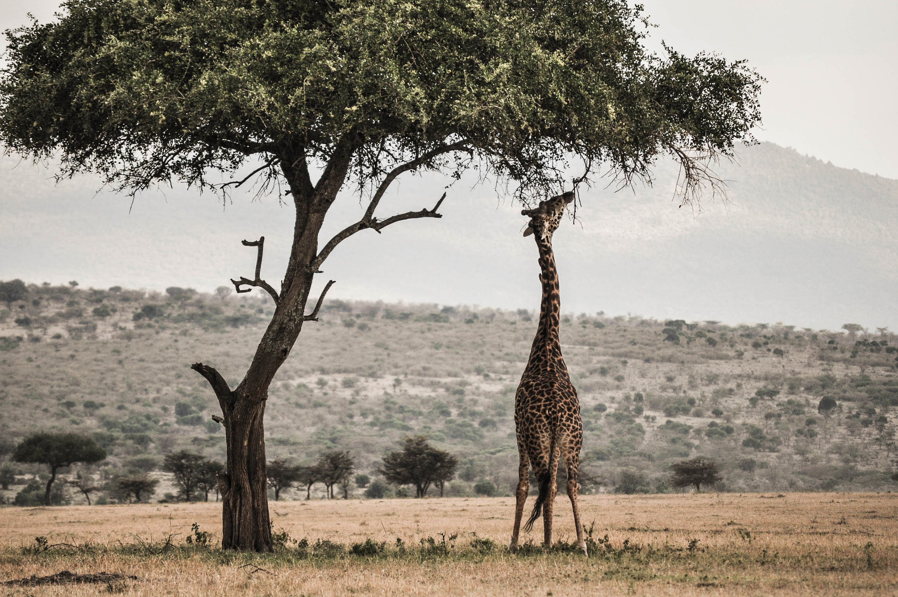 Les girafes du Massaï Mara au Kenya