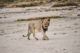 Un lion dans le parc d'Amboseli au Kenya