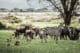 Zebres au lac Naivasha au Kenya