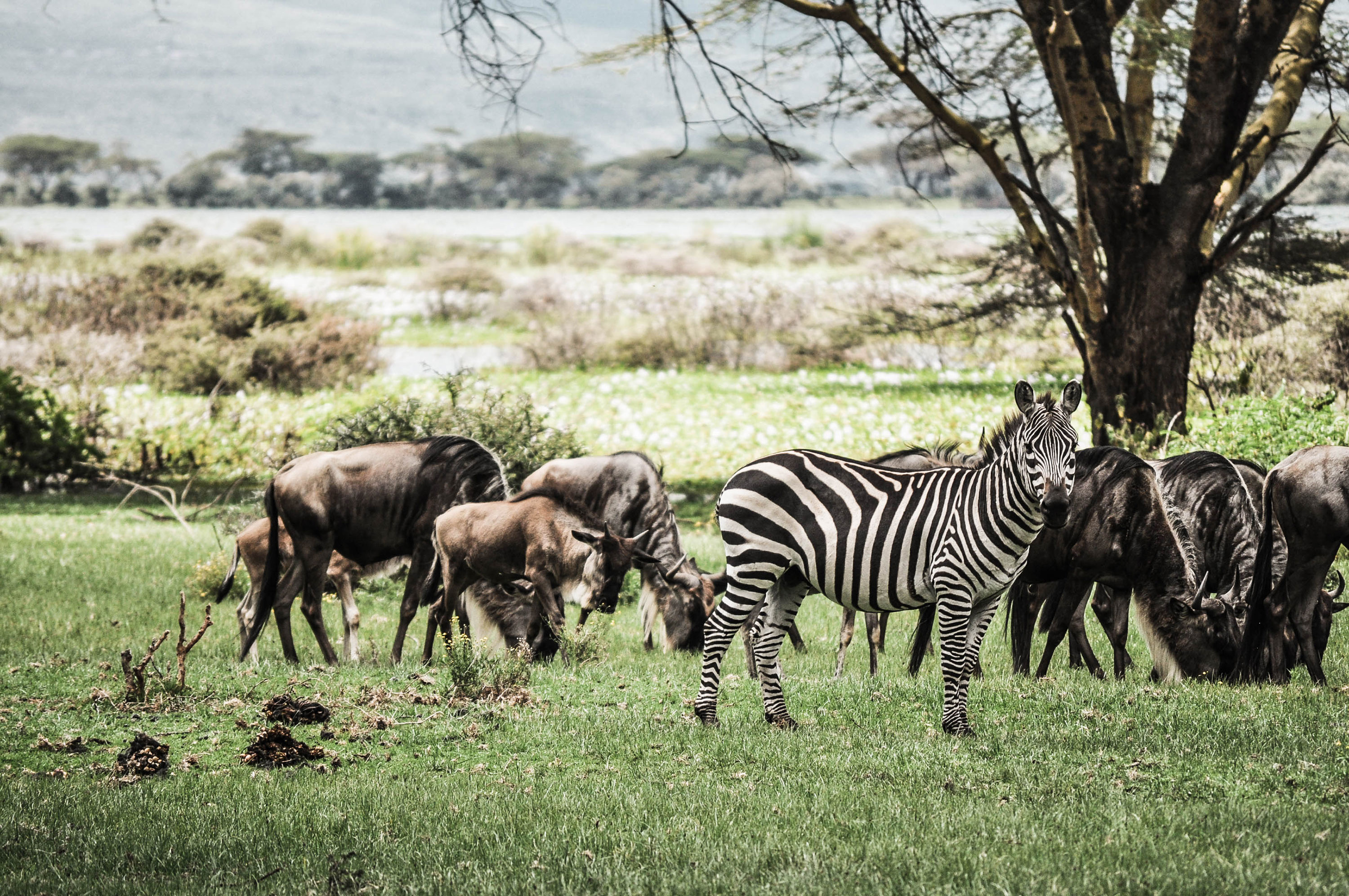 Zebres au lac Naivasha au Kenya