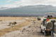 Un lion entouré de touristes dans le parc d'Amboseli au Kenya