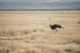 Une autruche dans le parc d'Amboseli au Kenya