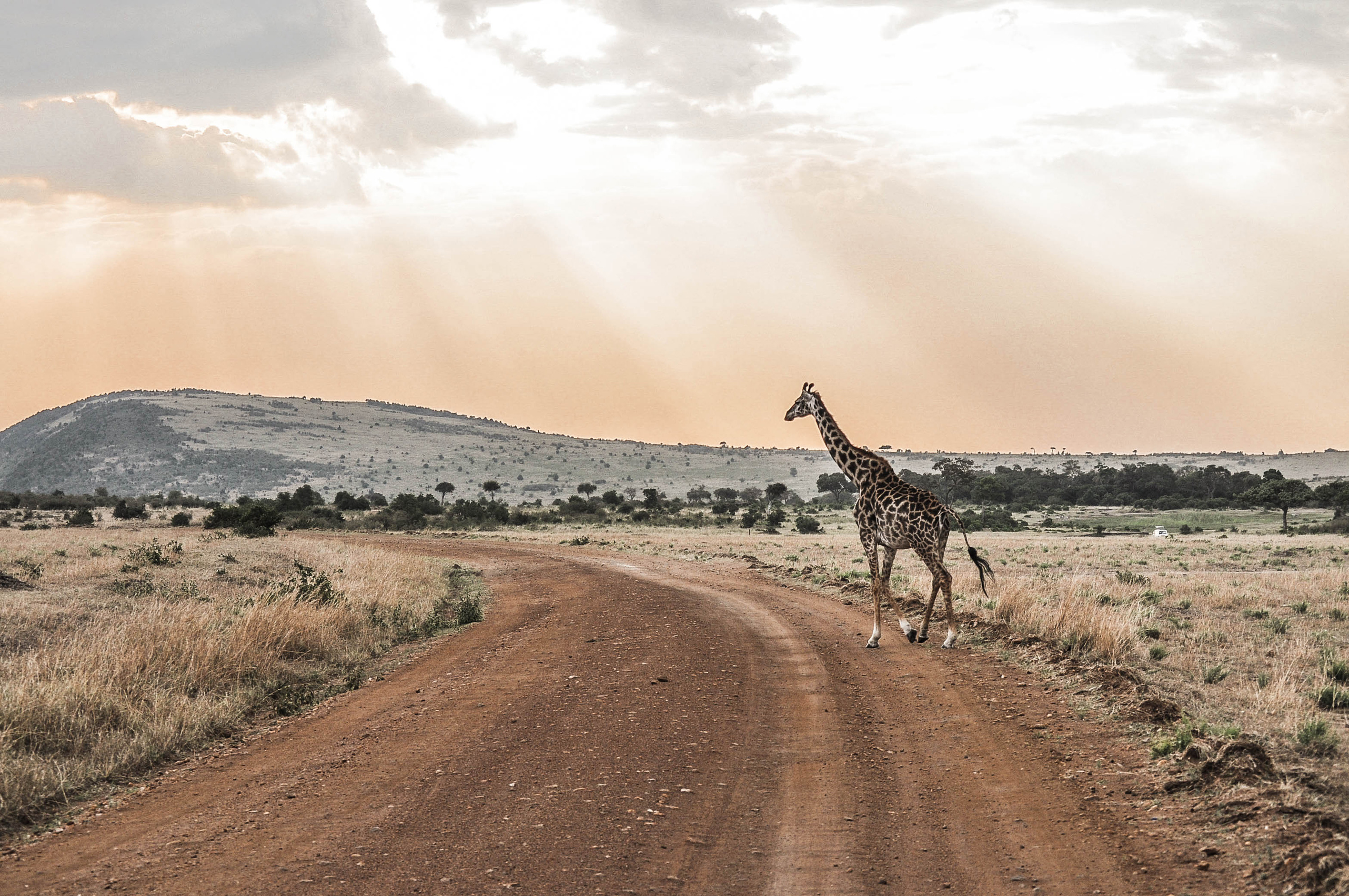 Girafe au coucher du soleil au Massaï Mara au Kenya