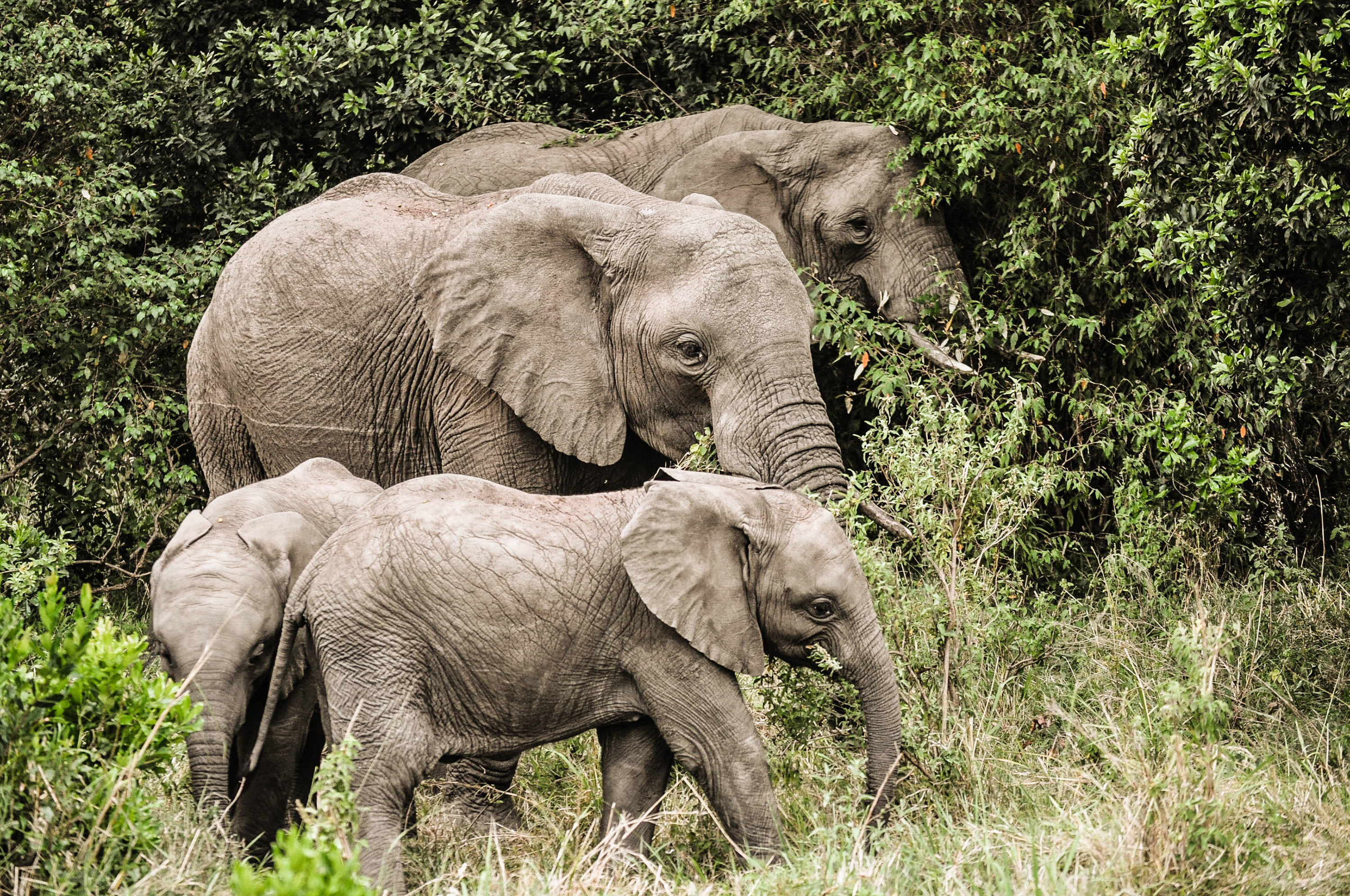 Eléphants du Massaï Mara au Kenya