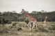 Les girafes du lac Nakuru au Kenya