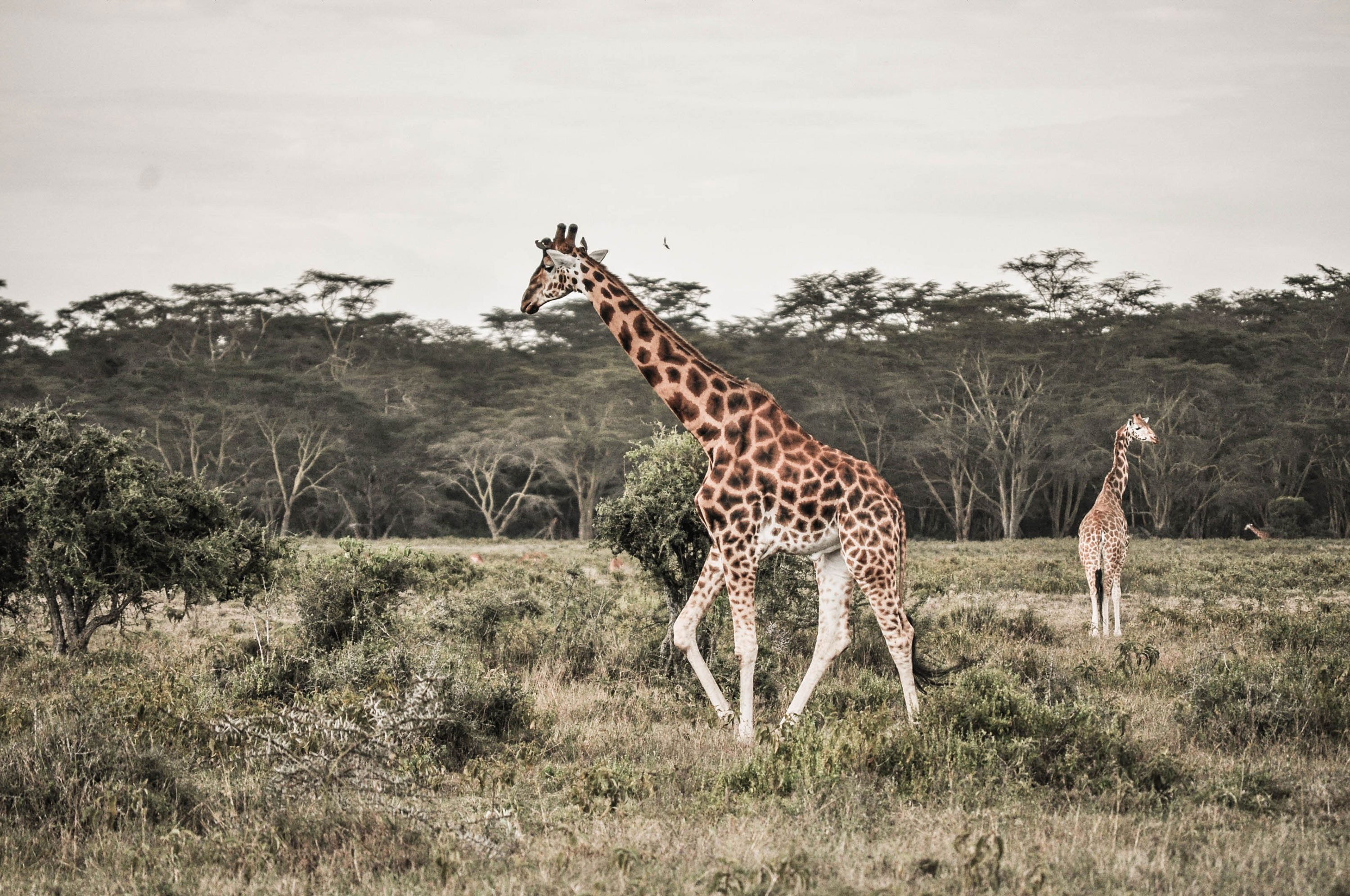 Les girafes du lac Nakuru au Kenya