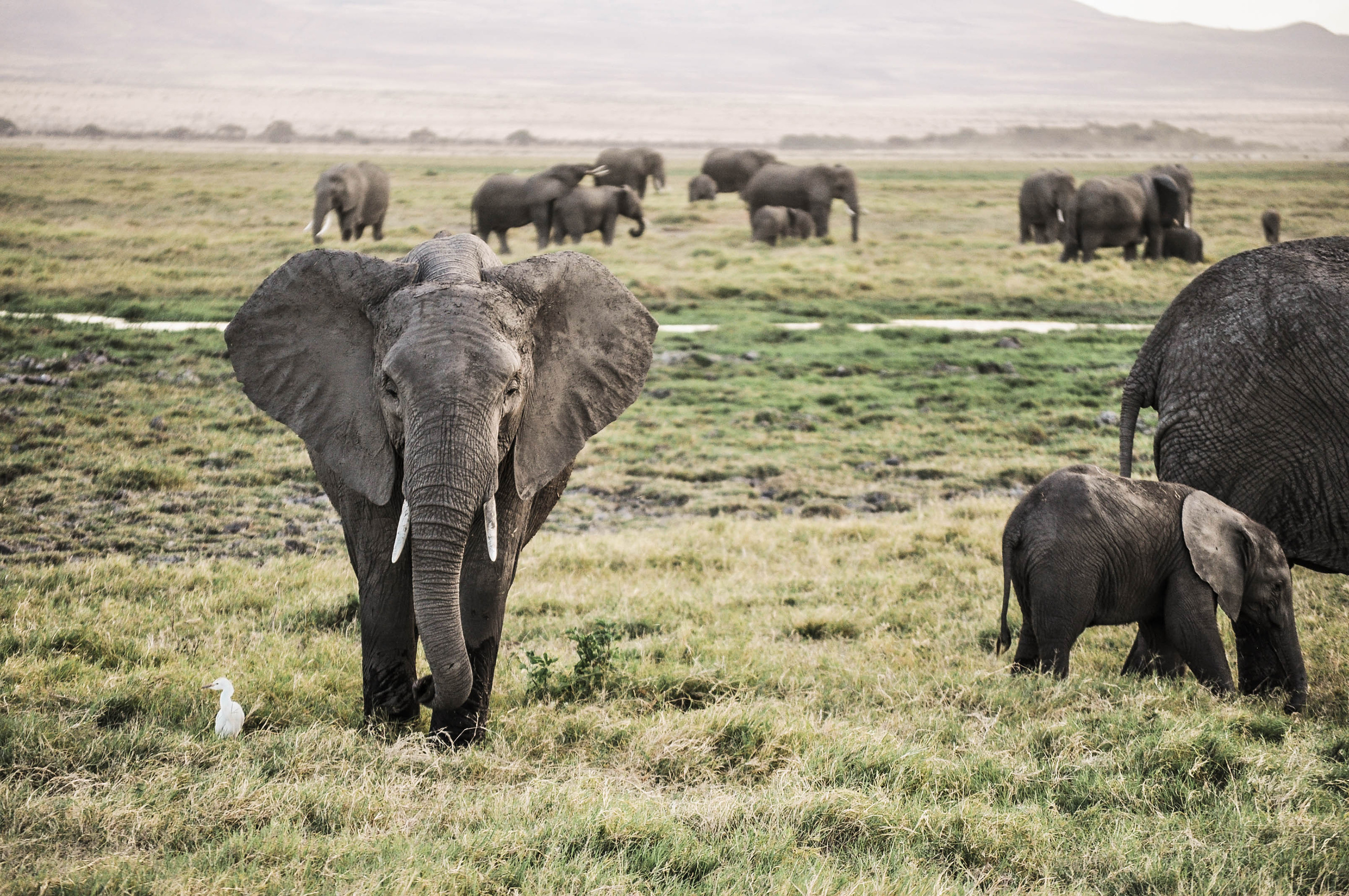 Des éléphant dans le parc d'Amboseli au Kenya