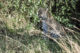 Un léopard du Massaï Mara au Kenya