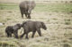 Des bébés éléphant dans le parc d'Amboseli au Kenya