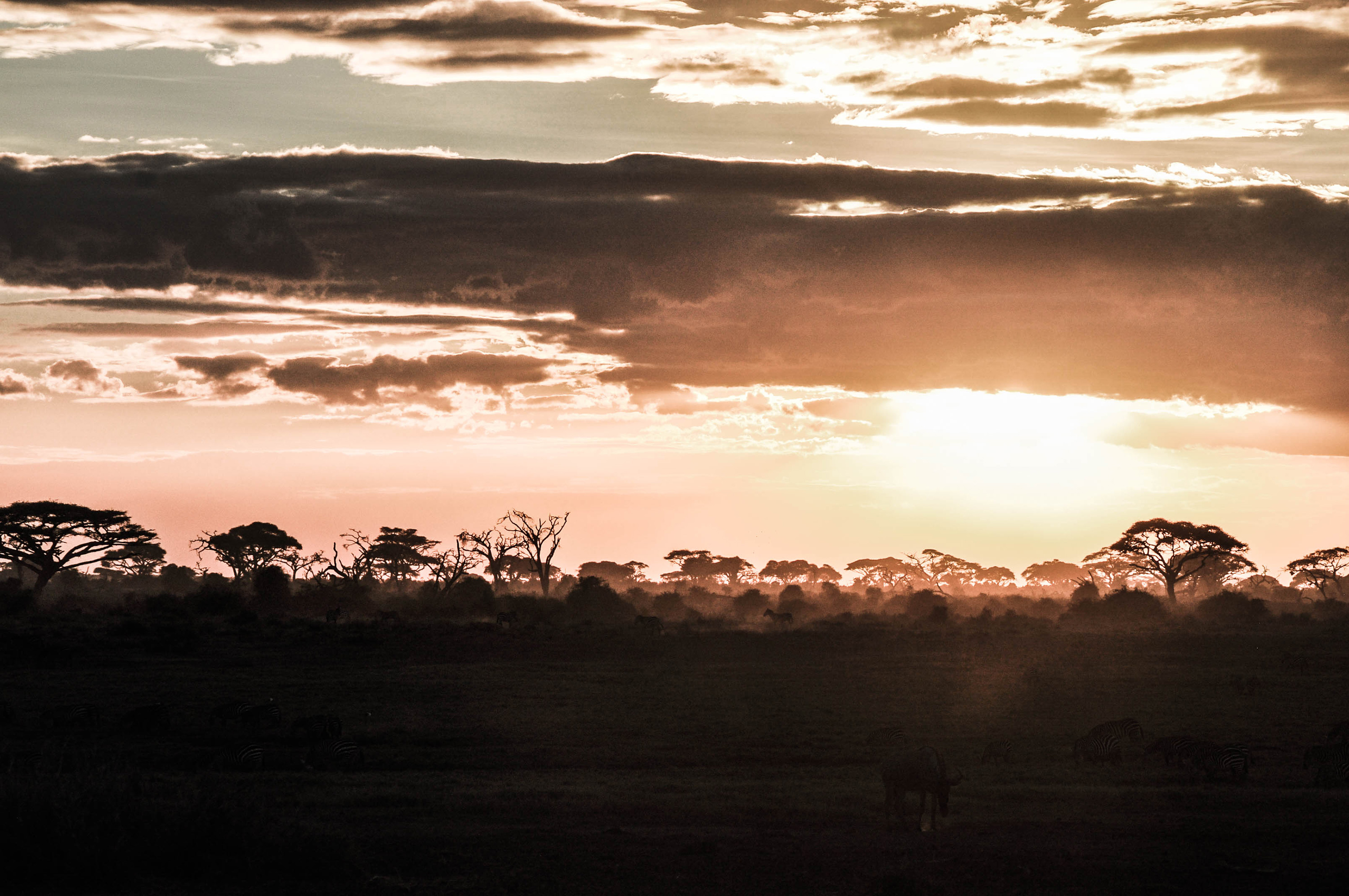 Coucher de soleil dans le parc d'Amboseli au Kenya