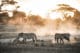 Coucher de soleil dans le parc d'Amboseli au Kenya