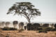 Des éléphants dans le parc d'Amboseli au Kenya