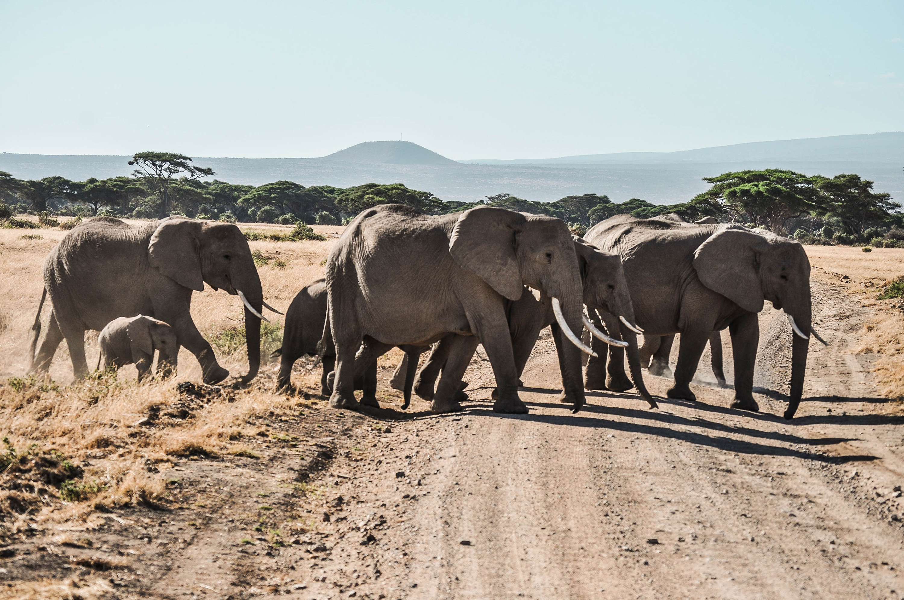 Des éléphants dans le parc d'Amboseli au Kenya