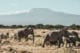 Des éléphants et le Mt Kilimandjaro dans le parc d'Amboseli au Kenya