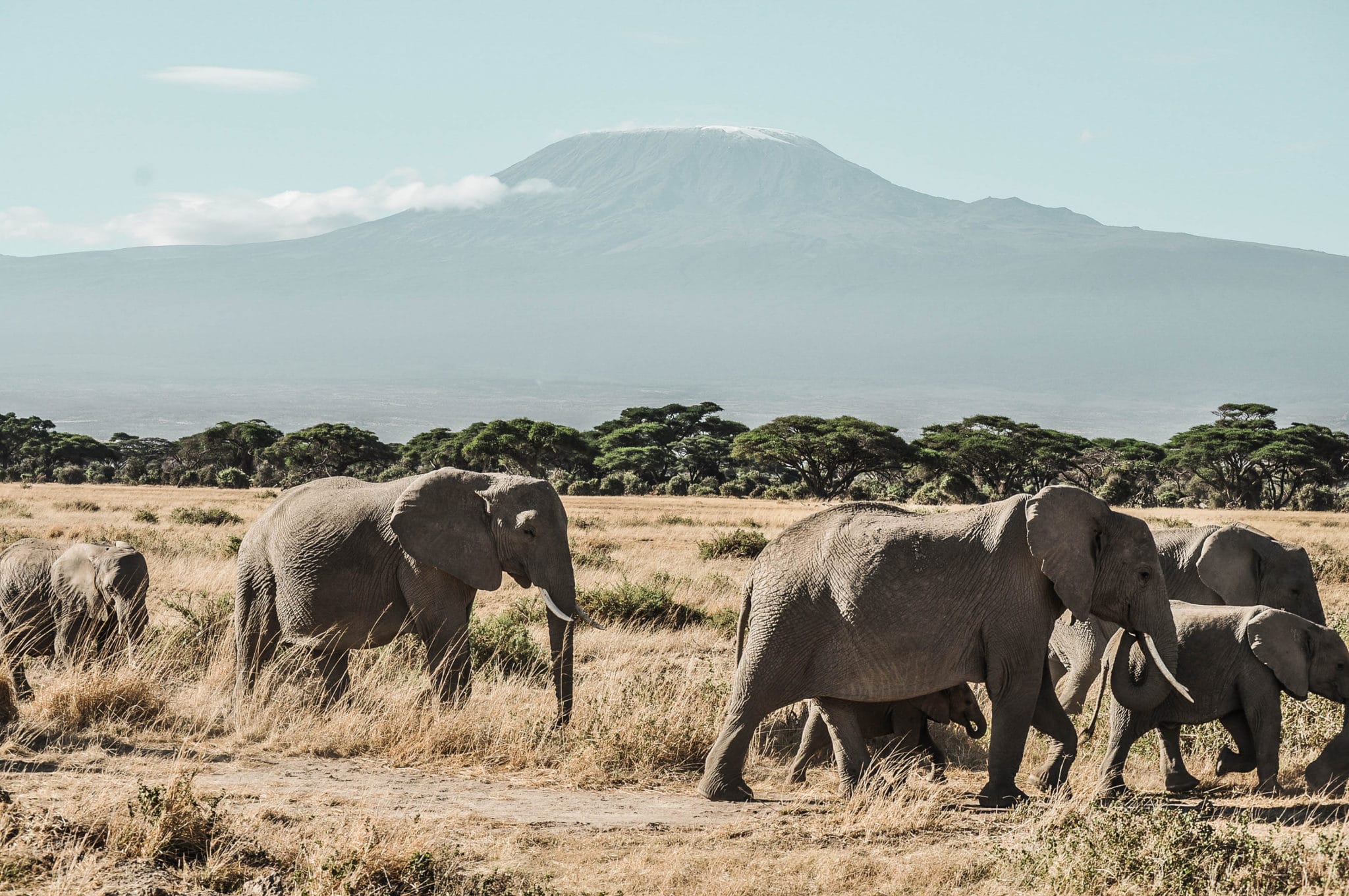 Des éléphants et le Mt Kilimandjaro dans le parc d'Amboseli au Kenya