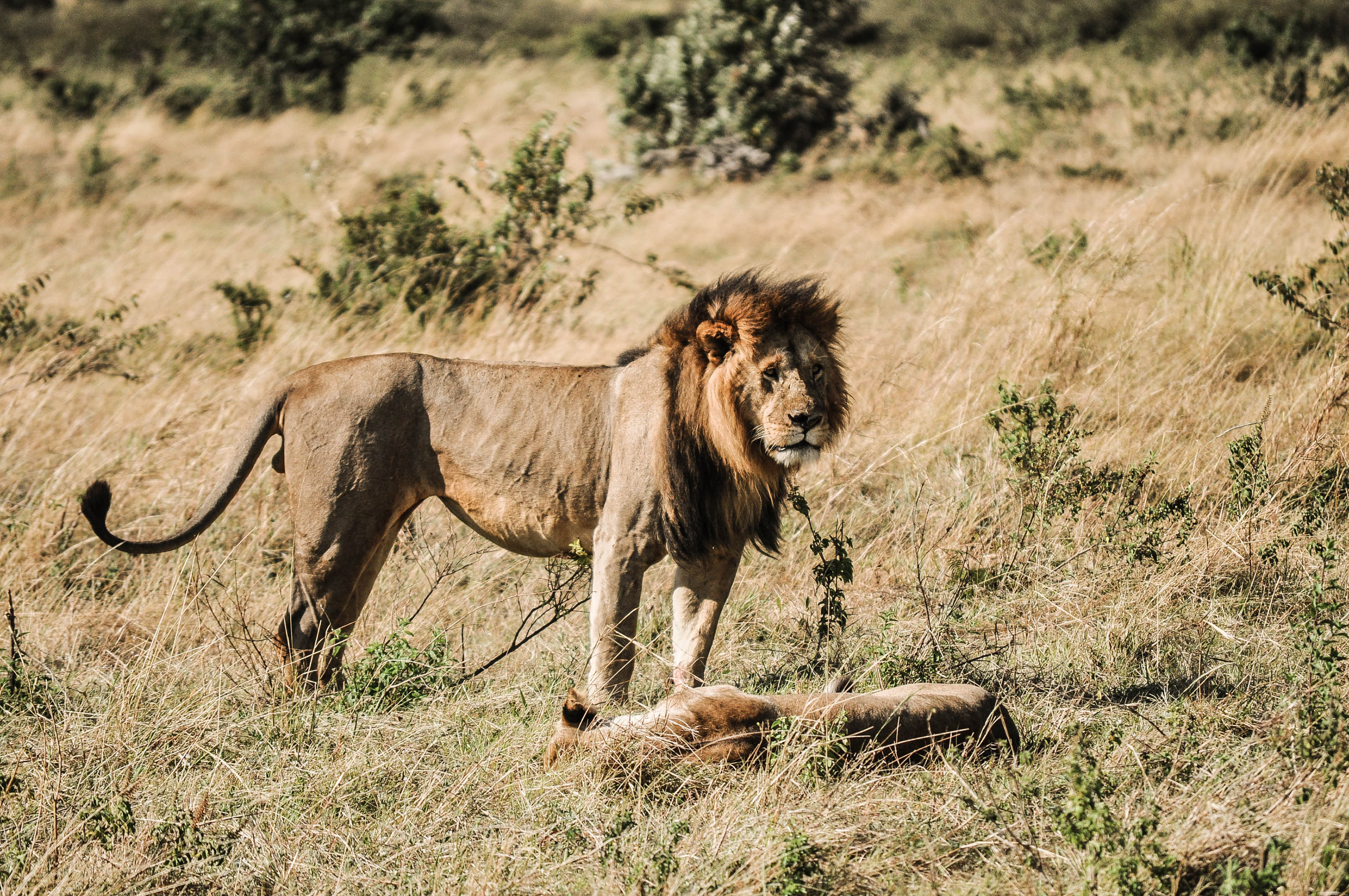 Un couple de lions du Massaï Mara au Kenya