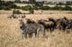 Zèbres du Massaï Mara au Kenya