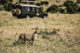 Guépard du Massaï Mara au Kenya