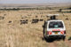 safari Massaï Mara au Kenya