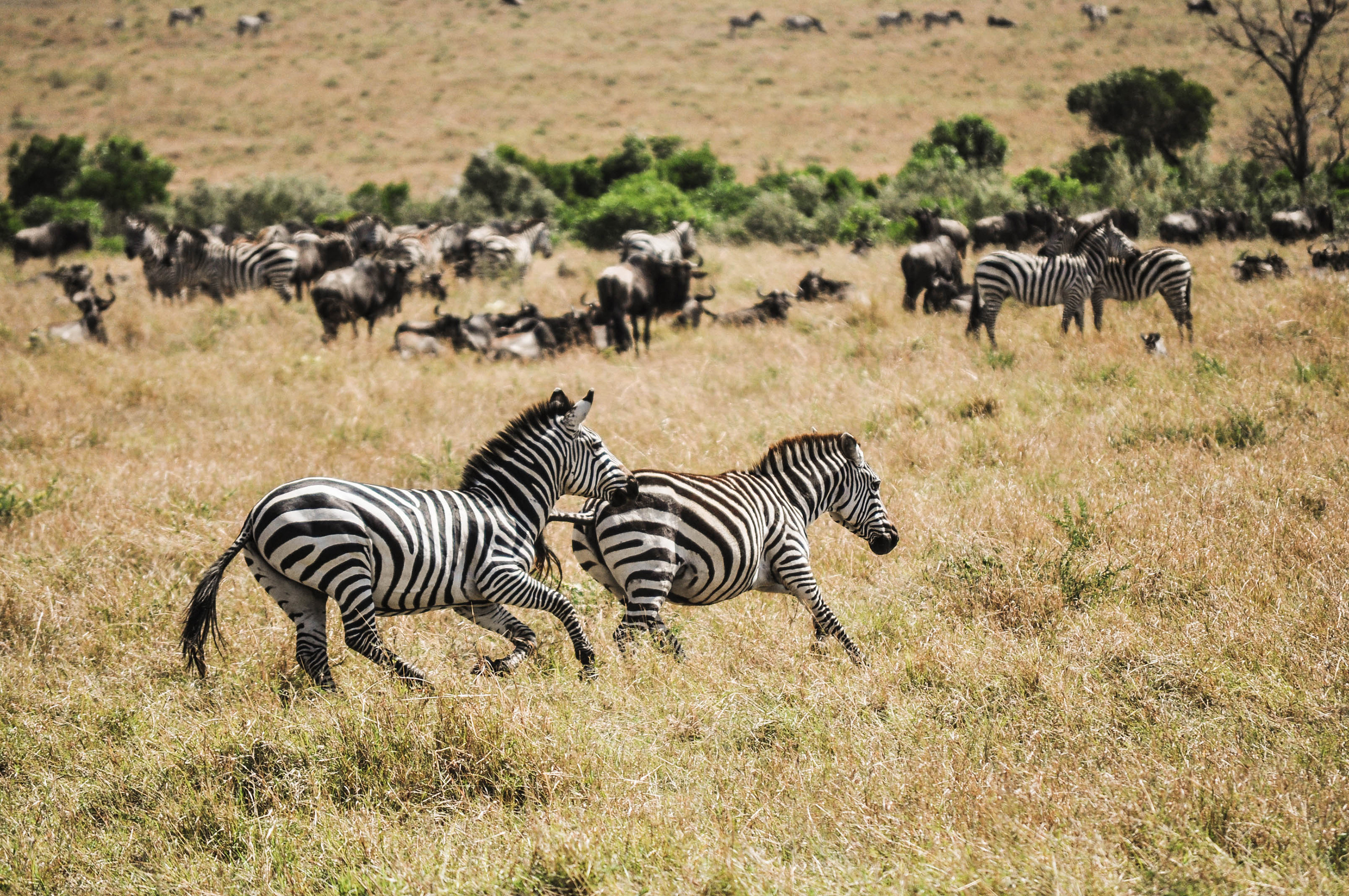 Zèbres du Massaï Mara au Kenya