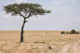 Un paysage du Massaï Mara au Kenya