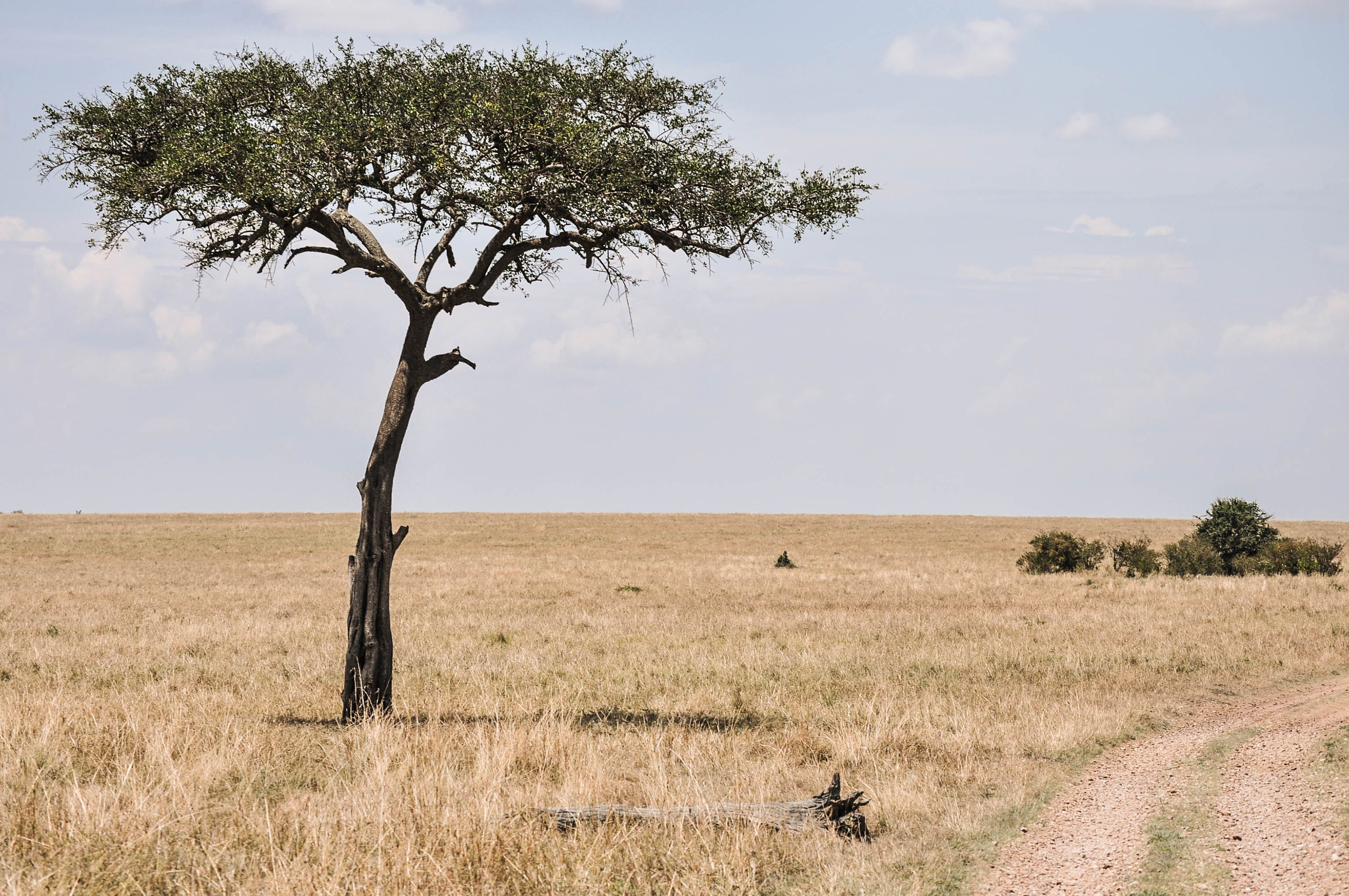 Un paysage du Massaï Mara au Kenya