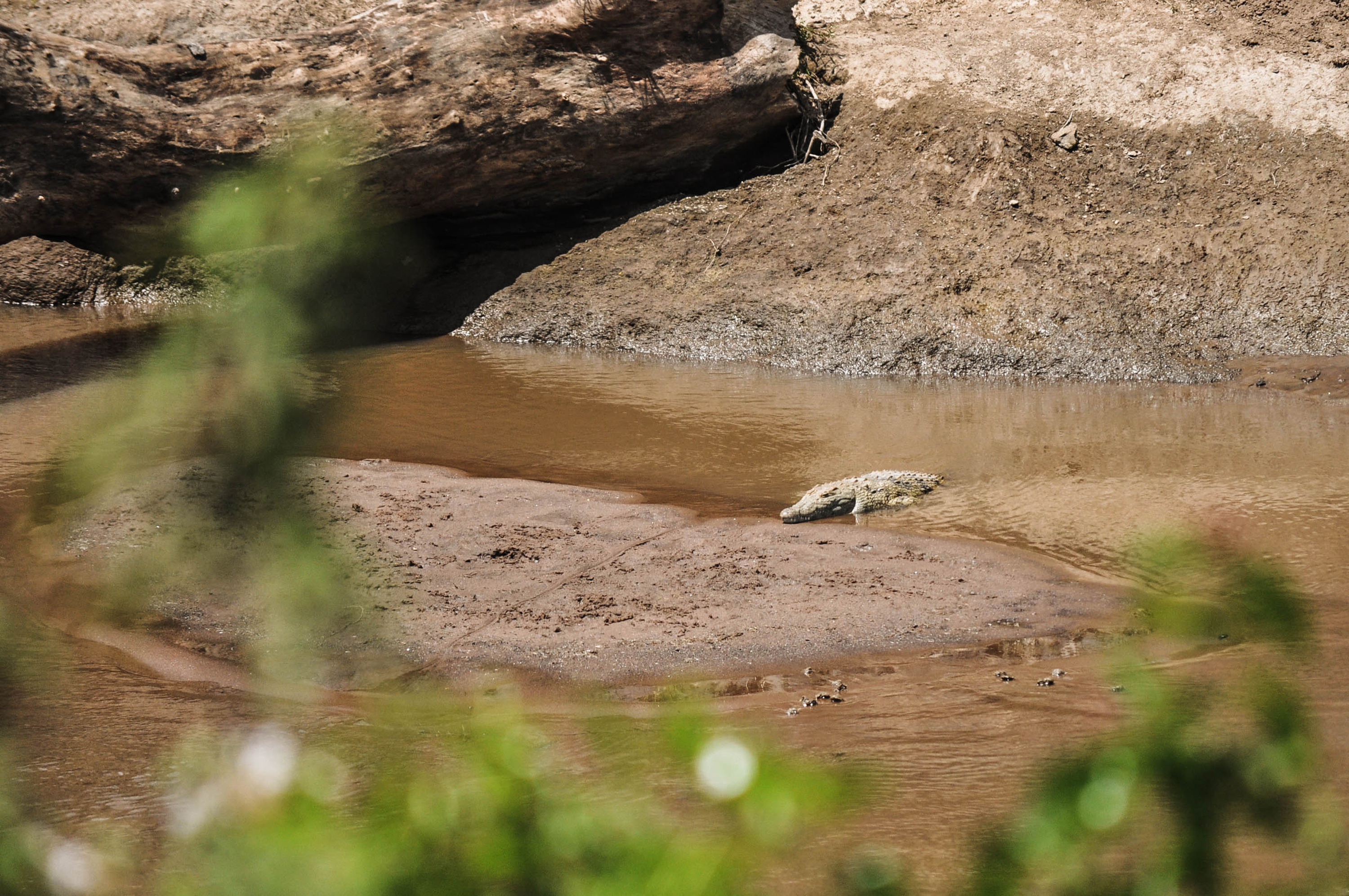 Un crocodile de la rivière Mara au Kenya