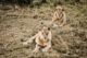 Des lions du Massaï Mara au Kenya