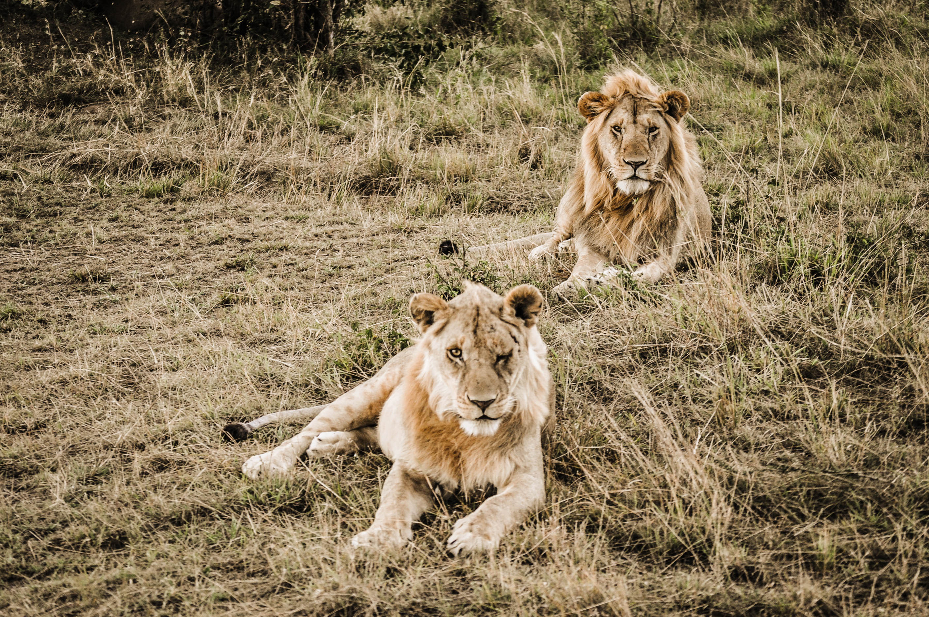 Des lions du Massaï Mara au Kenya