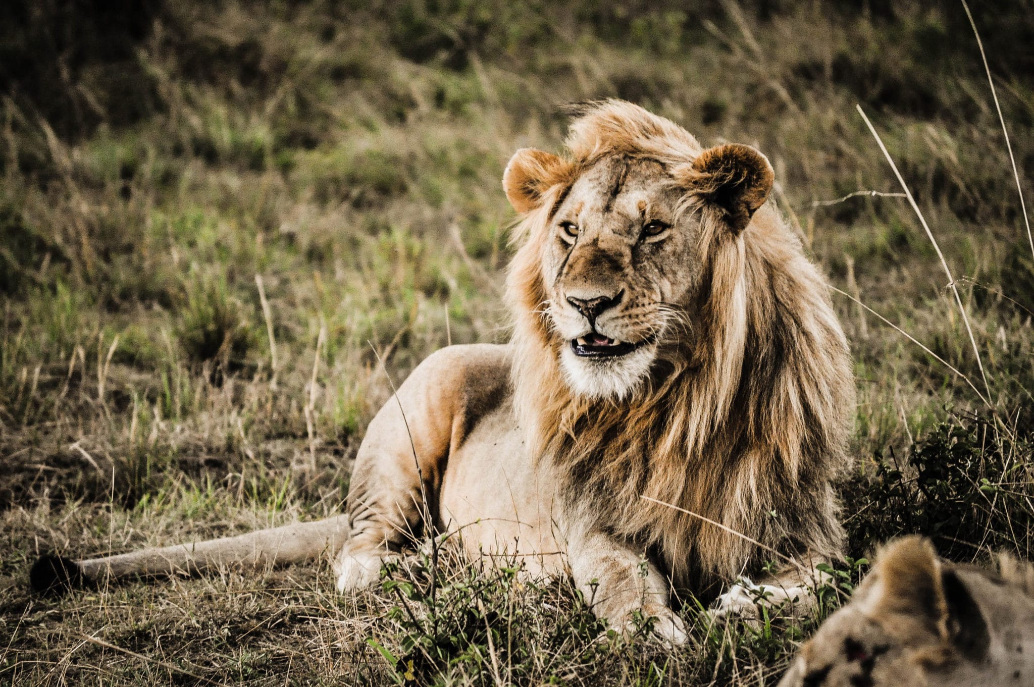 Un lion du Massaï Mara au Kenya
