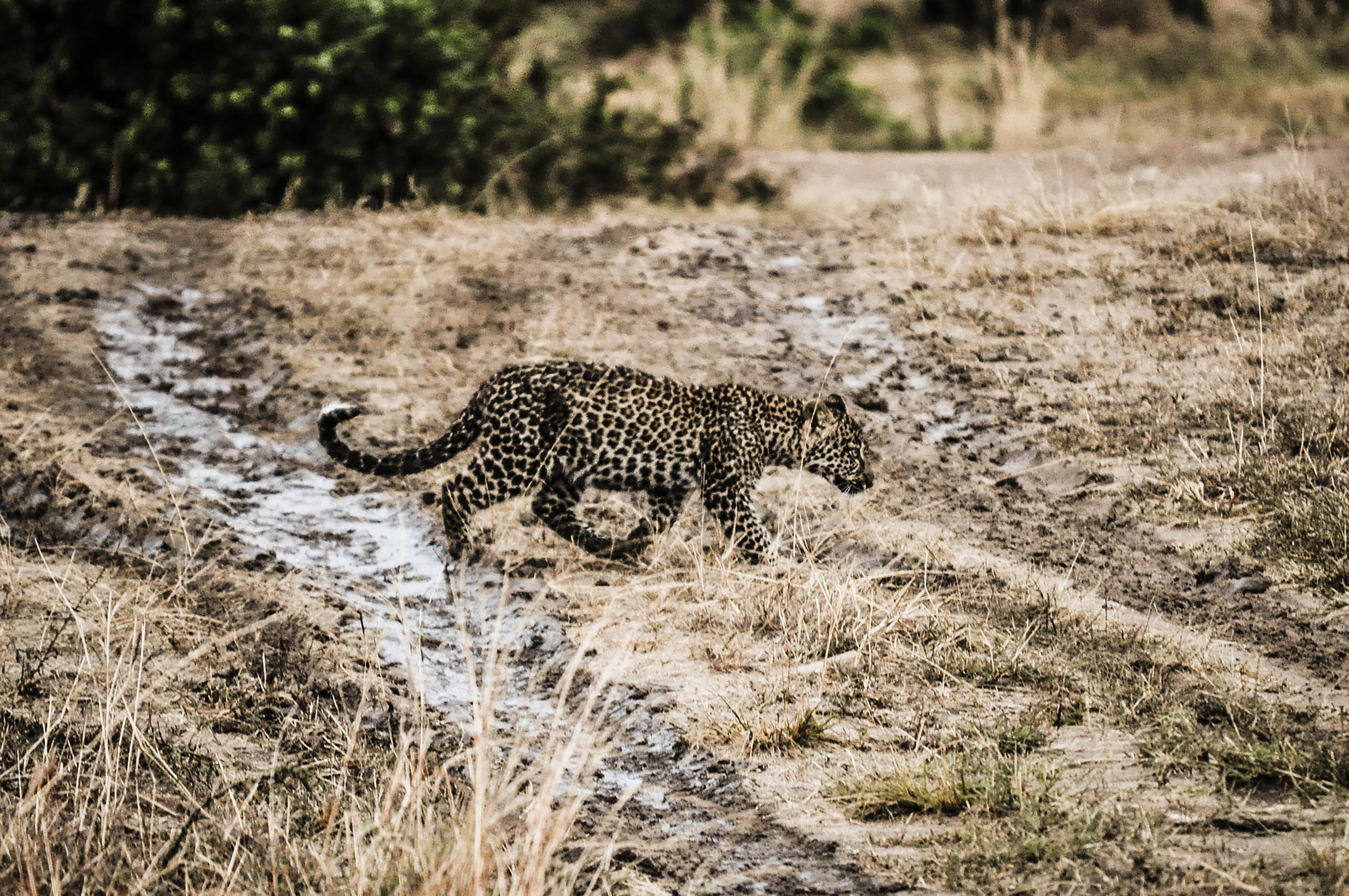 Un bébé léopard du Massaï Mara au Kenya