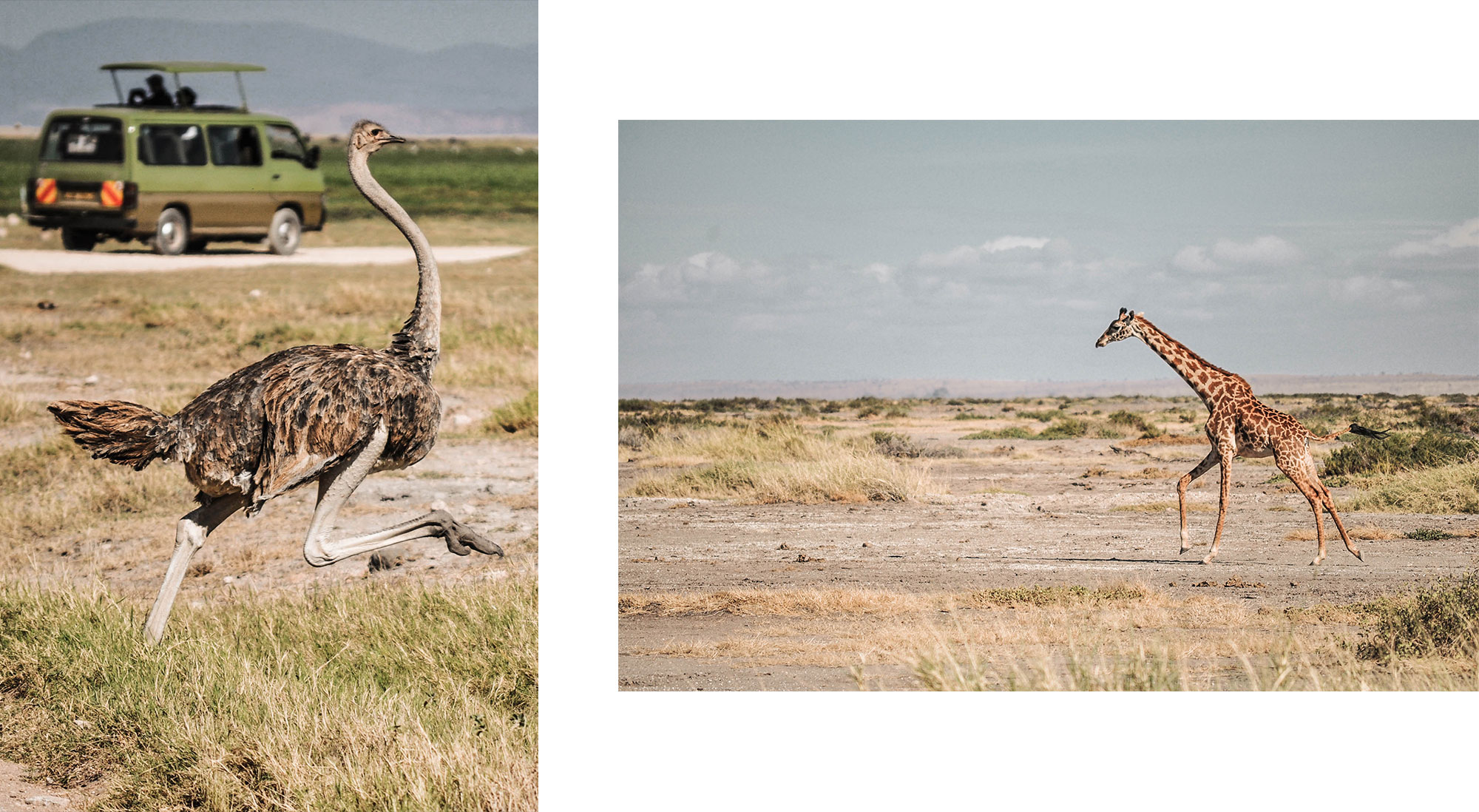 Une autruche et une girafe dans le parc d'Amboseli au Kenya