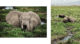 Des éléphants dans le parc d'Amboseli au Kenya