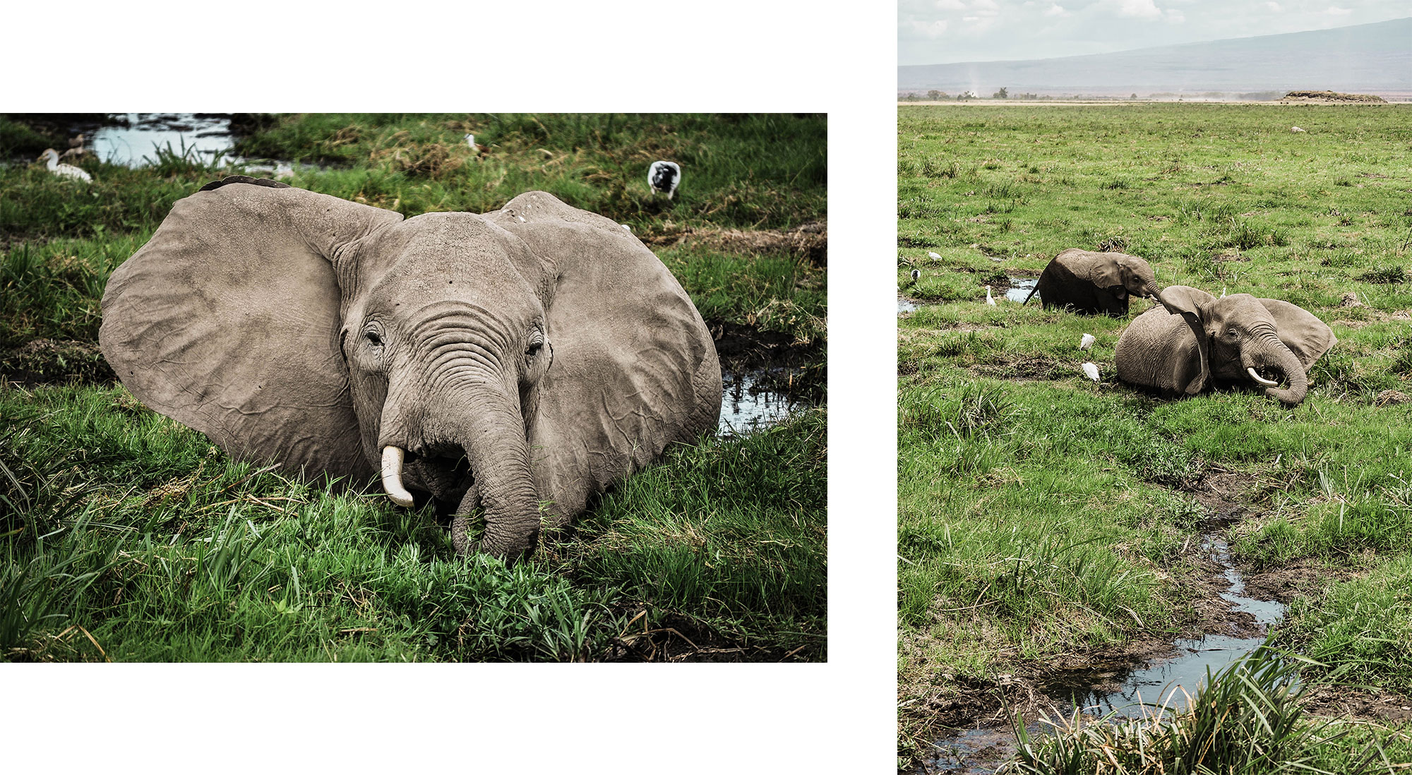 Des éléphants dans le parc d'Amboseli au Kenya