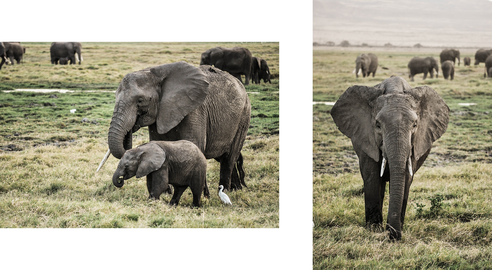 Des éléphant dans le parc d'Amboseli au Kenya