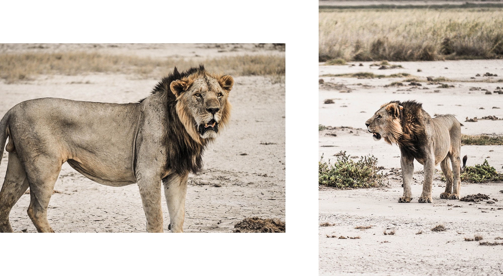 Un lion dans le parc d'Amboseli au Kenya