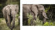 Eléphants du Massaï Mara au Kenya