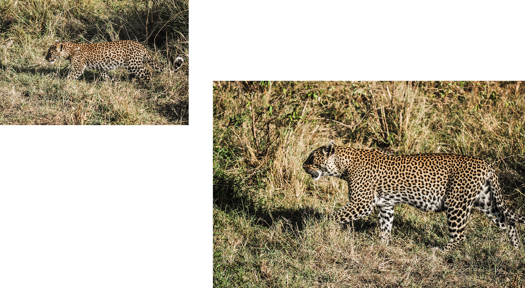 Un léopard du Massaï Mara au Kenya
