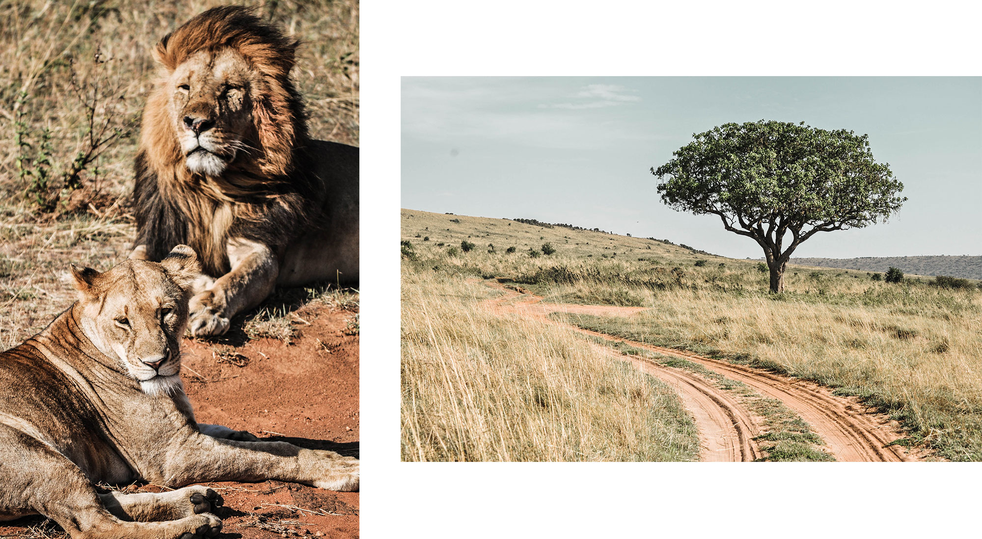 Un couple de lions du Massaï Mara au Kenya