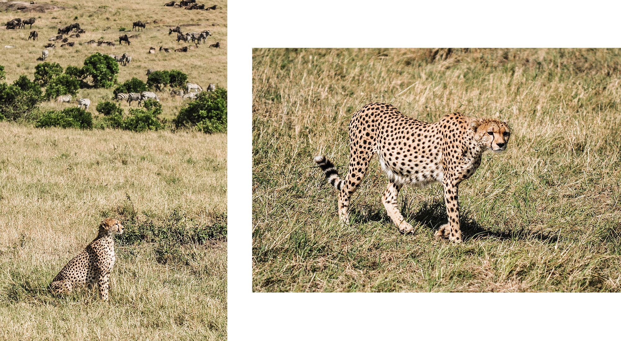 Guépard du Massaï Mara au Kenya