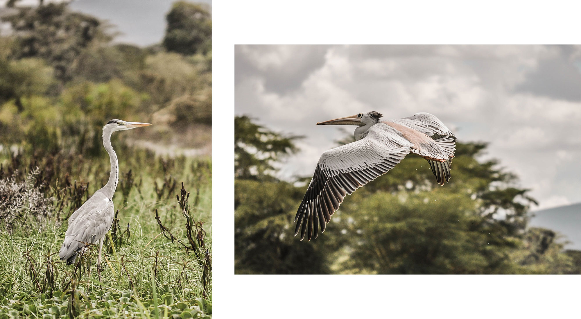 Oiseaux du lac Naivasha au Kenya