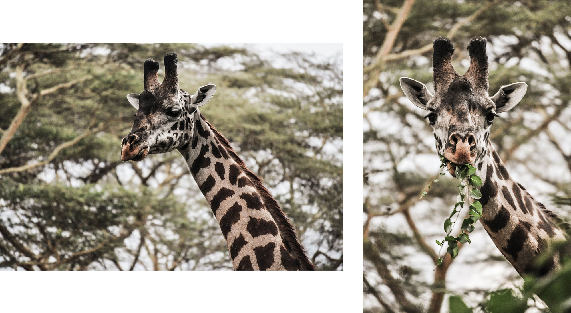 Girafe du Lake Naivasha Sopa Lodge au Kenya