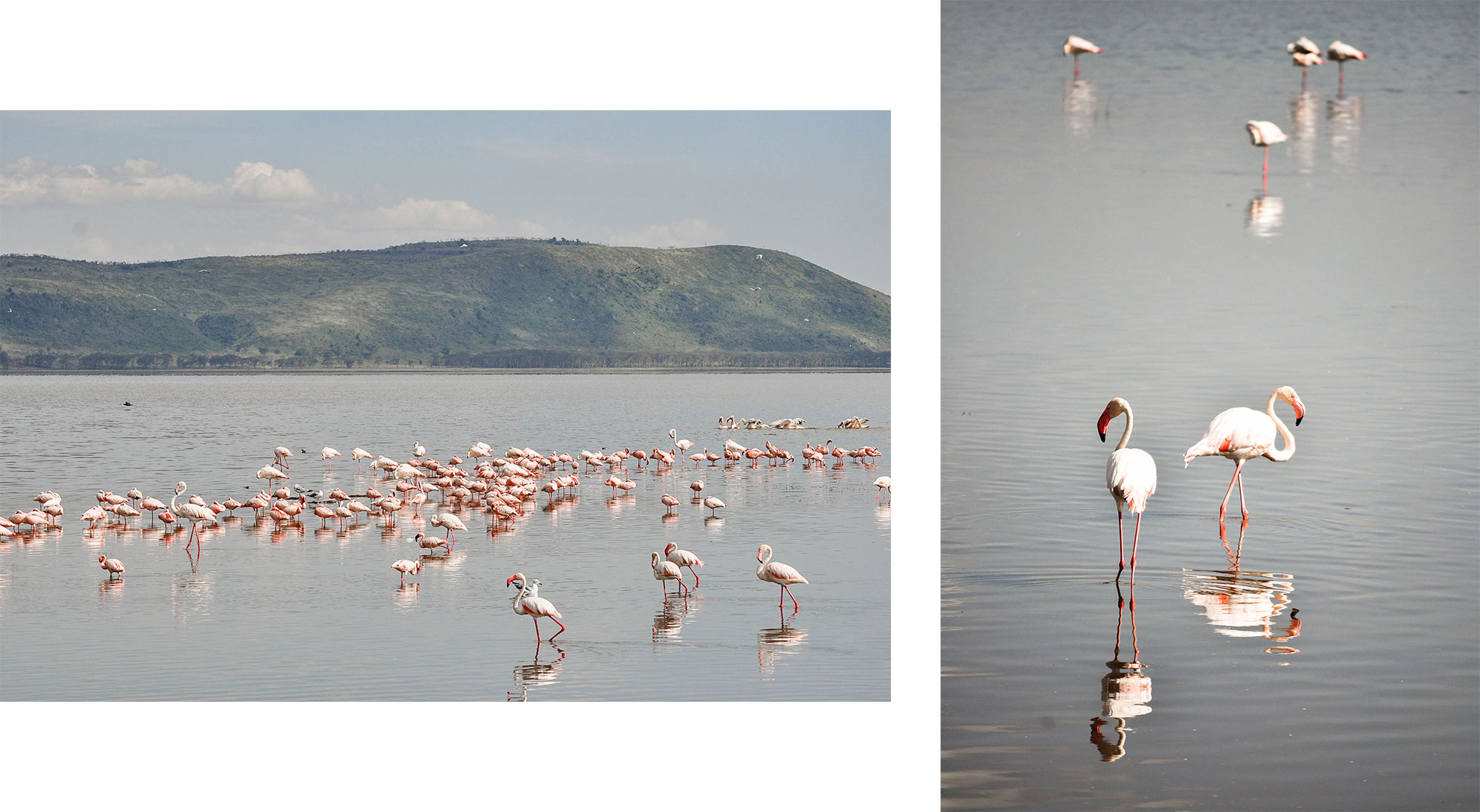 Les flamants roses du lac Nakuru au Kenya