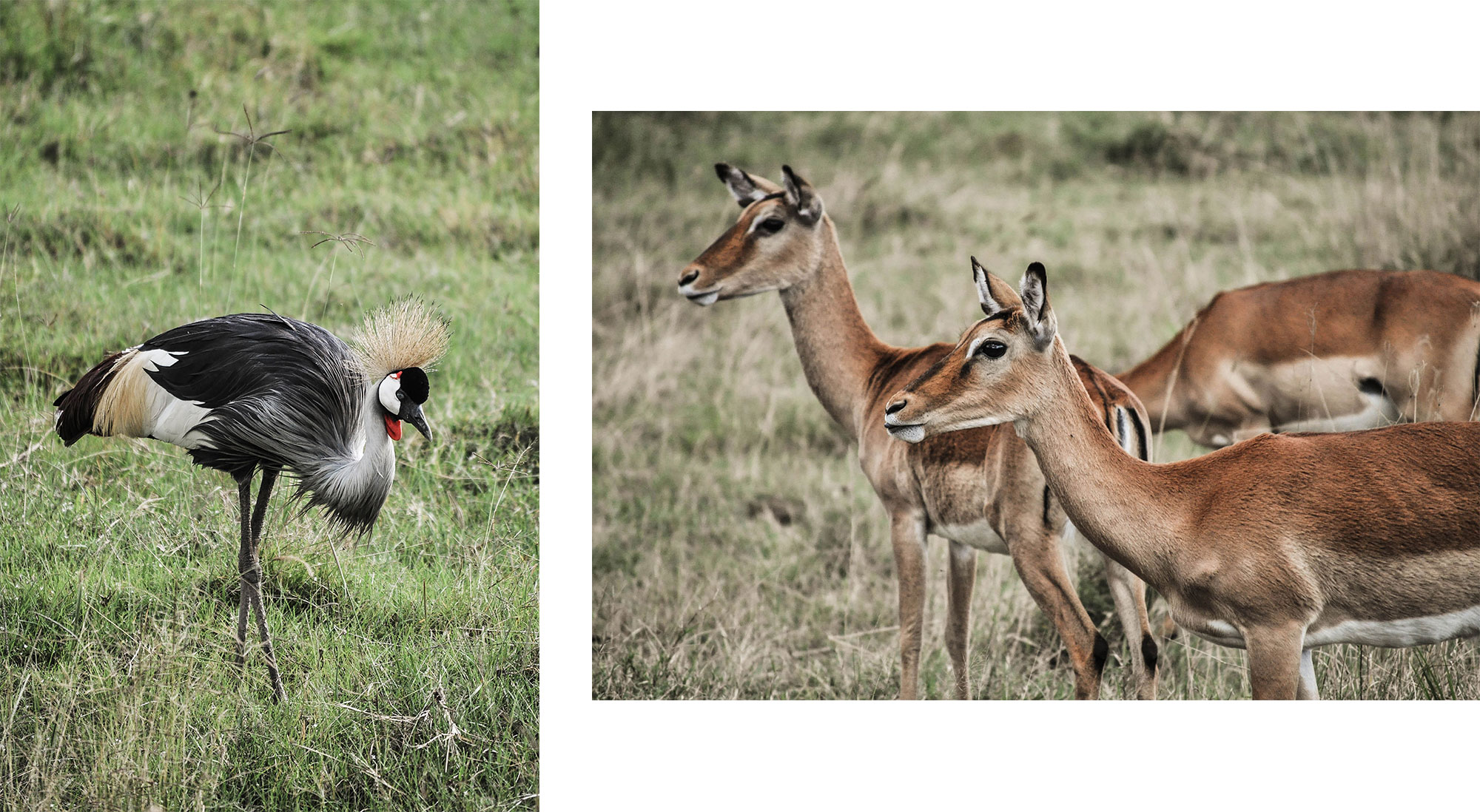 Les animaux du lac Nakuru au Kenya