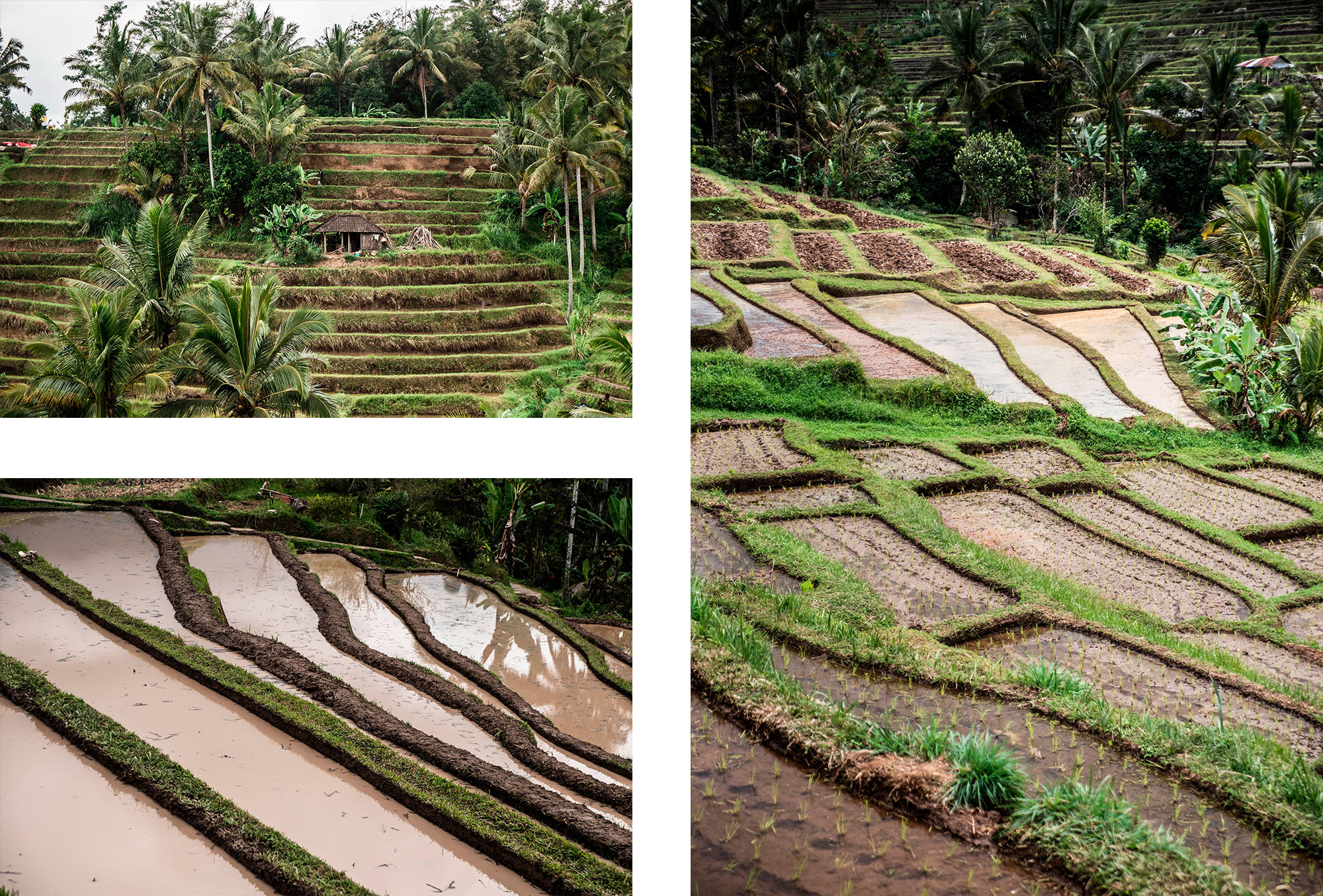 Les rizières de Jatiluwih à Bali