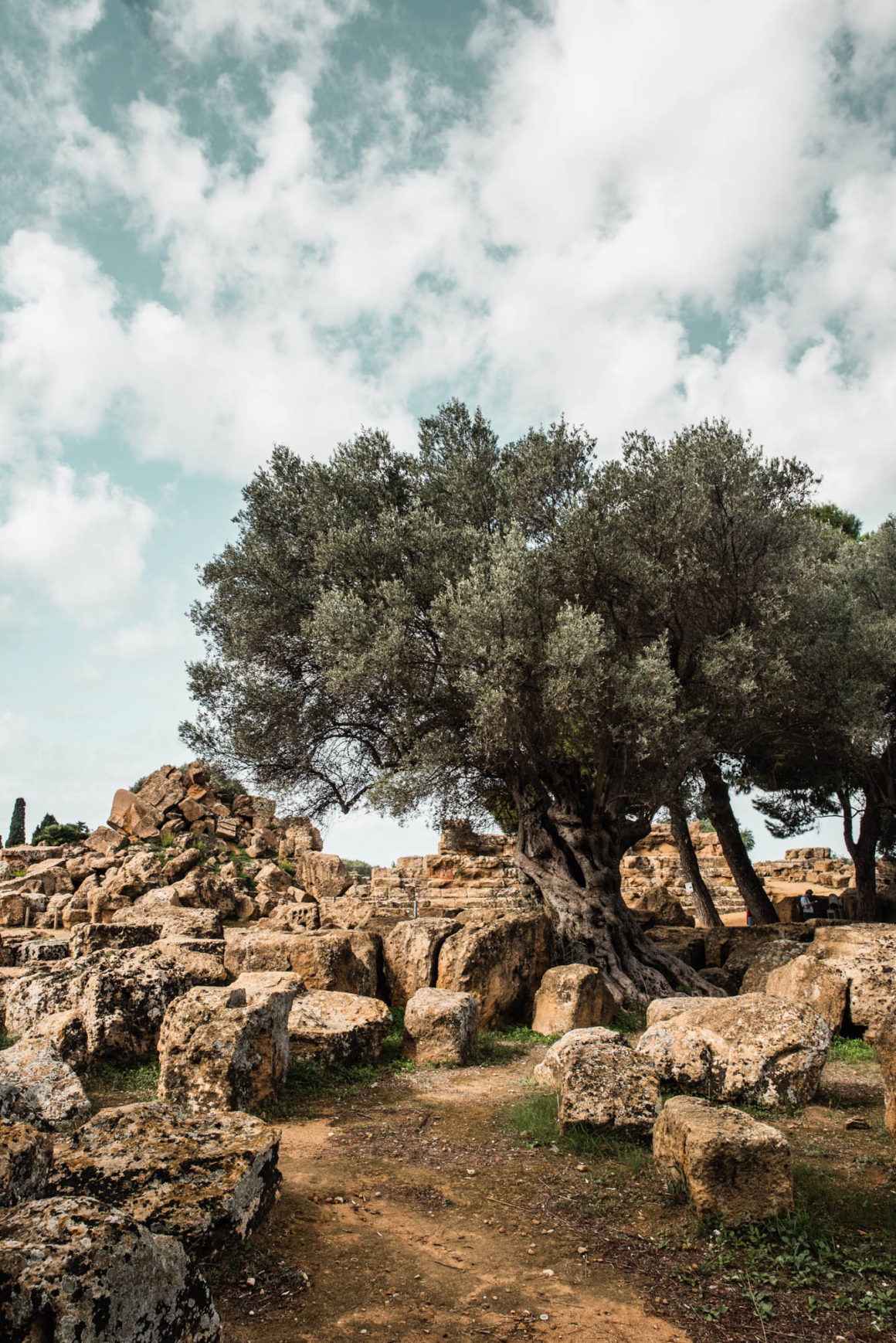 olivier et pierres la vallée des temples agrigento