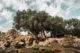 vallée des temples agrigento sicile