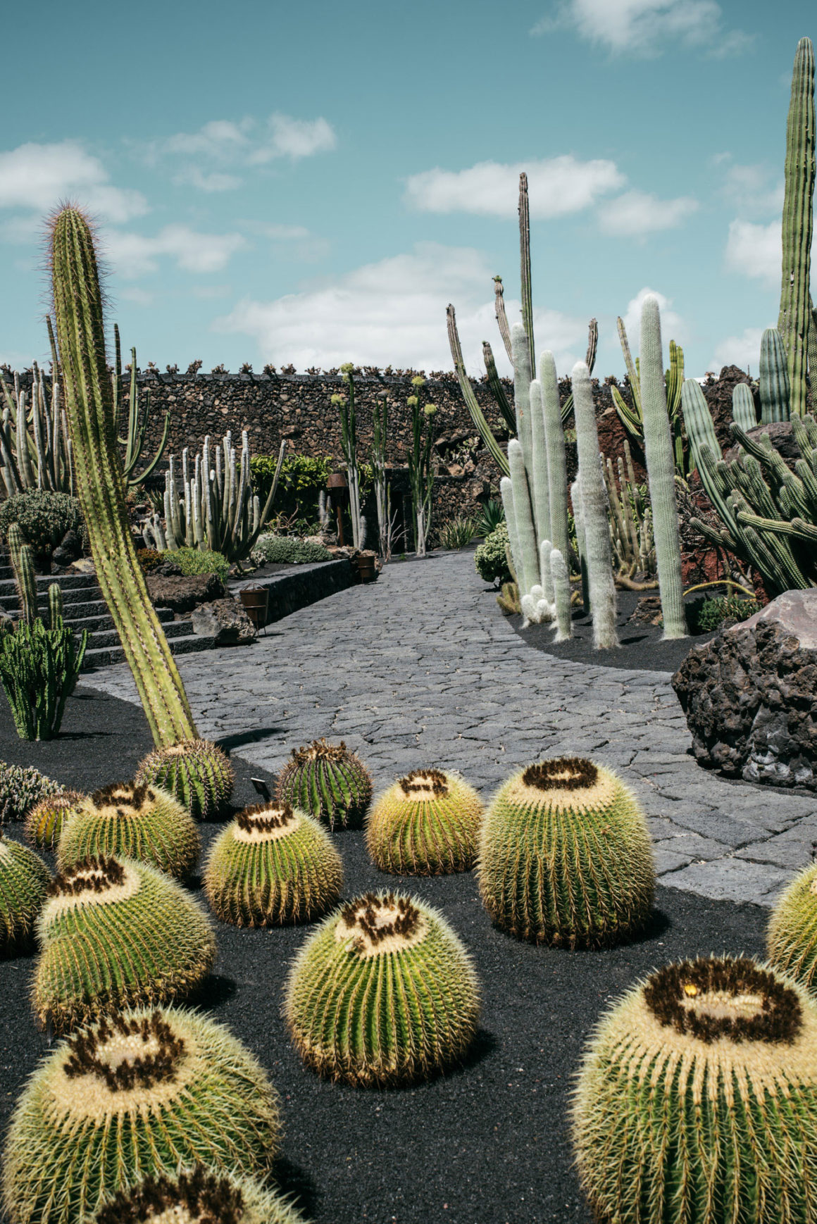 cactus du jardin de cactus a lanzarote