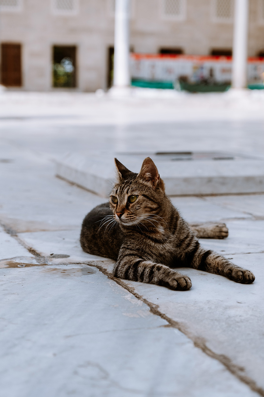 Visiter Istanbul en 3 jours : Mosquée Bleue